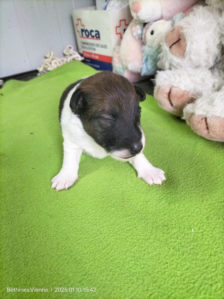 Des Crocs D'or De Pré - Chiot disponible  - Fox Terrier Poil lisse