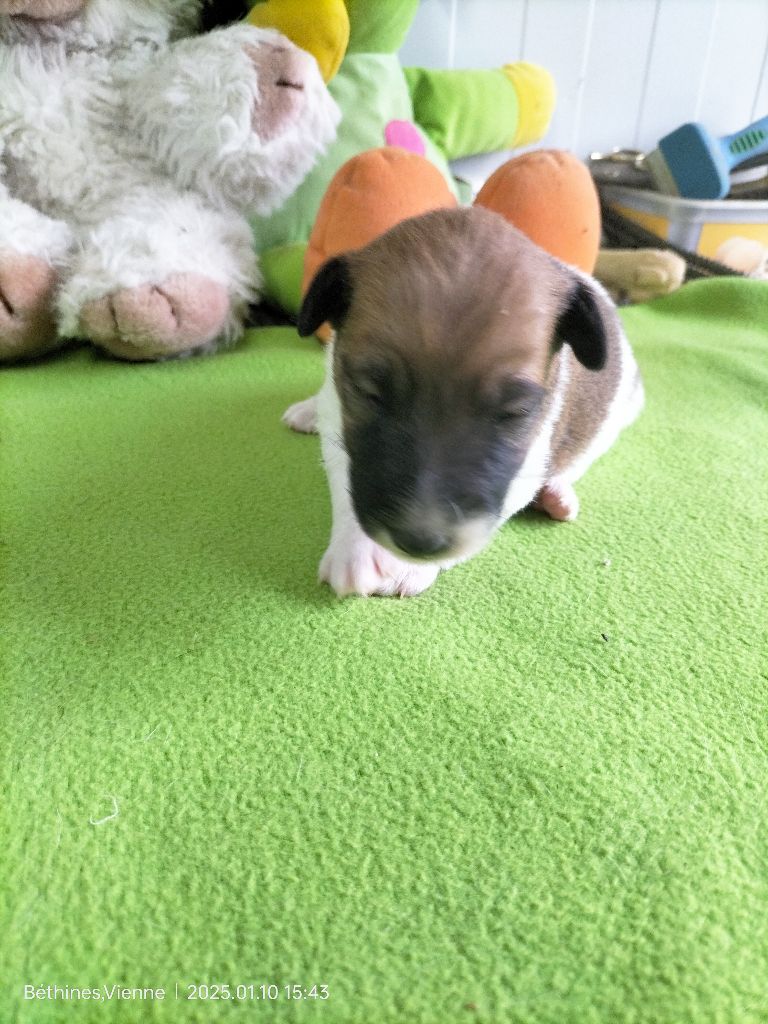 Des Crocs D'or De Pré - Chiot disponible  - Fox Terrier Poil lisse