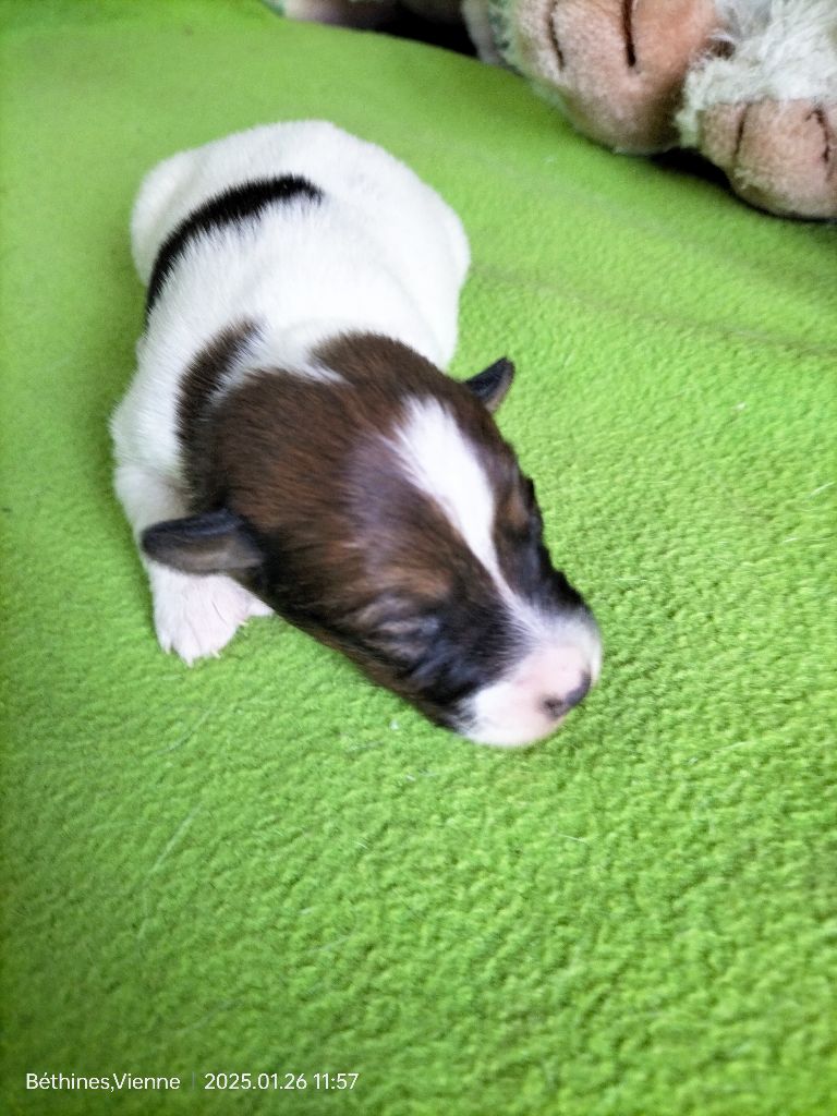 Des Crocs D'or De Pré - Chiot disponible  - Fox Terrier Poil lisse