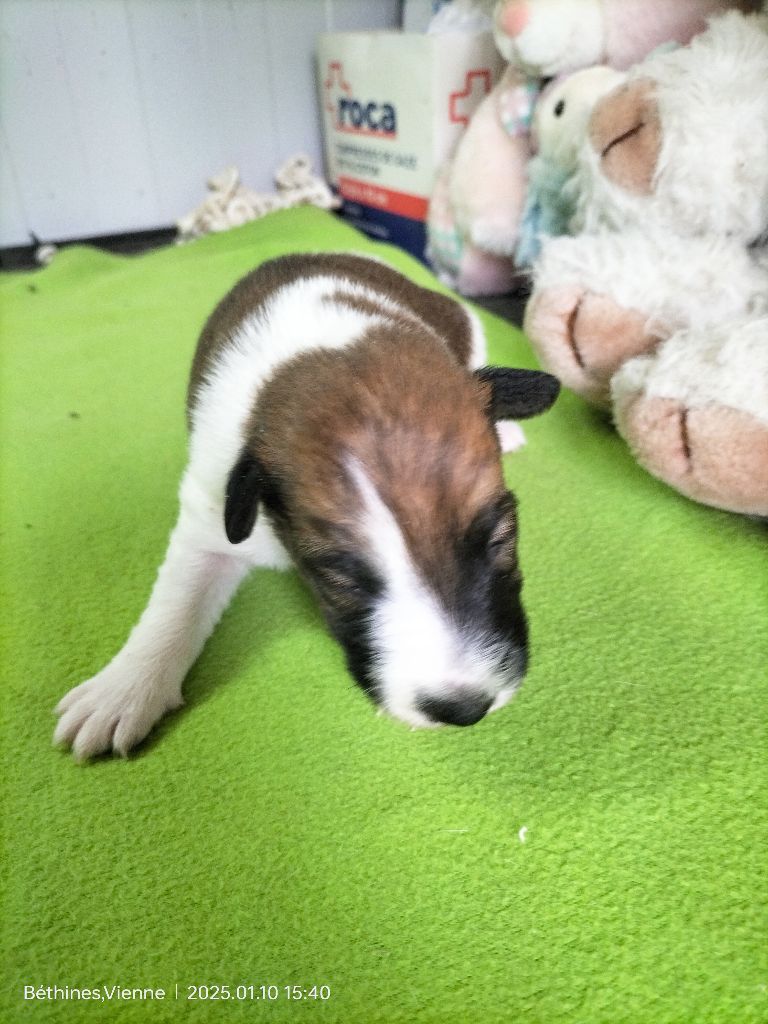 Des Crocs D'or De Pré - Chiot disponible  - Fox Terrier Poil lisse