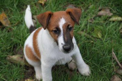 Des Crocs D'or De Pré - Fox Terrier Poil lisse - Portée née le 01/09/2023