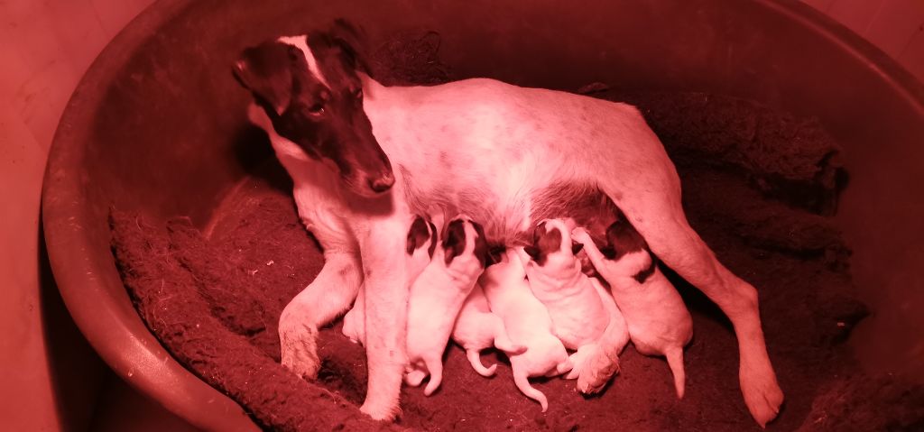 chiot Fox Terrier Poil lisse Des Crocs D'or De Pré