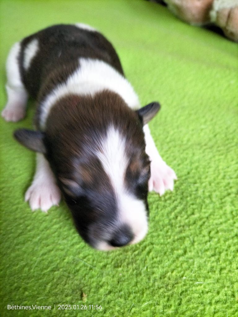 Des Crocs D'or De Pré - Chiot disponible  - Fox Terrier Poil lisse