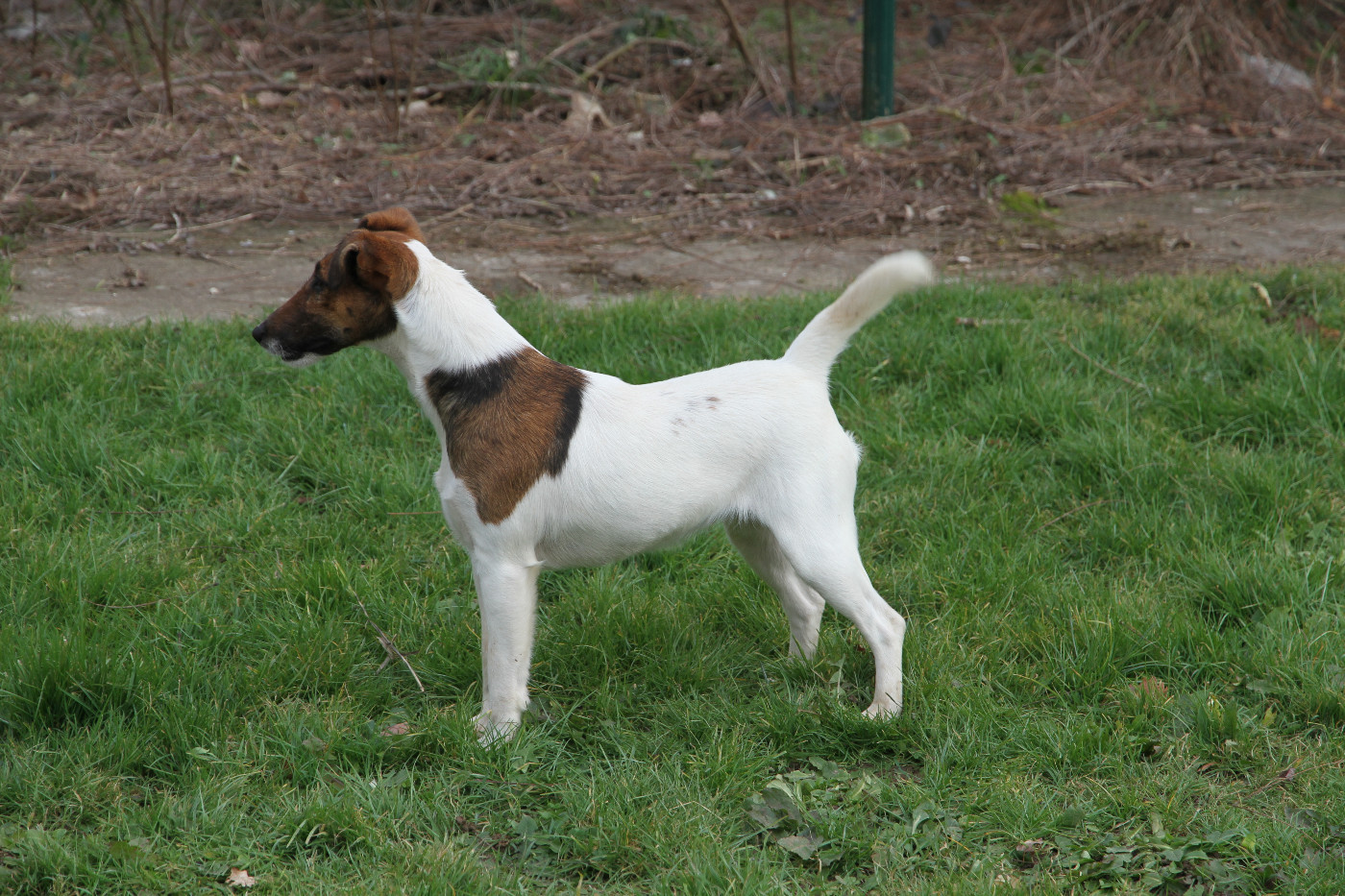 Ultra Des Crocs D'or De Pré