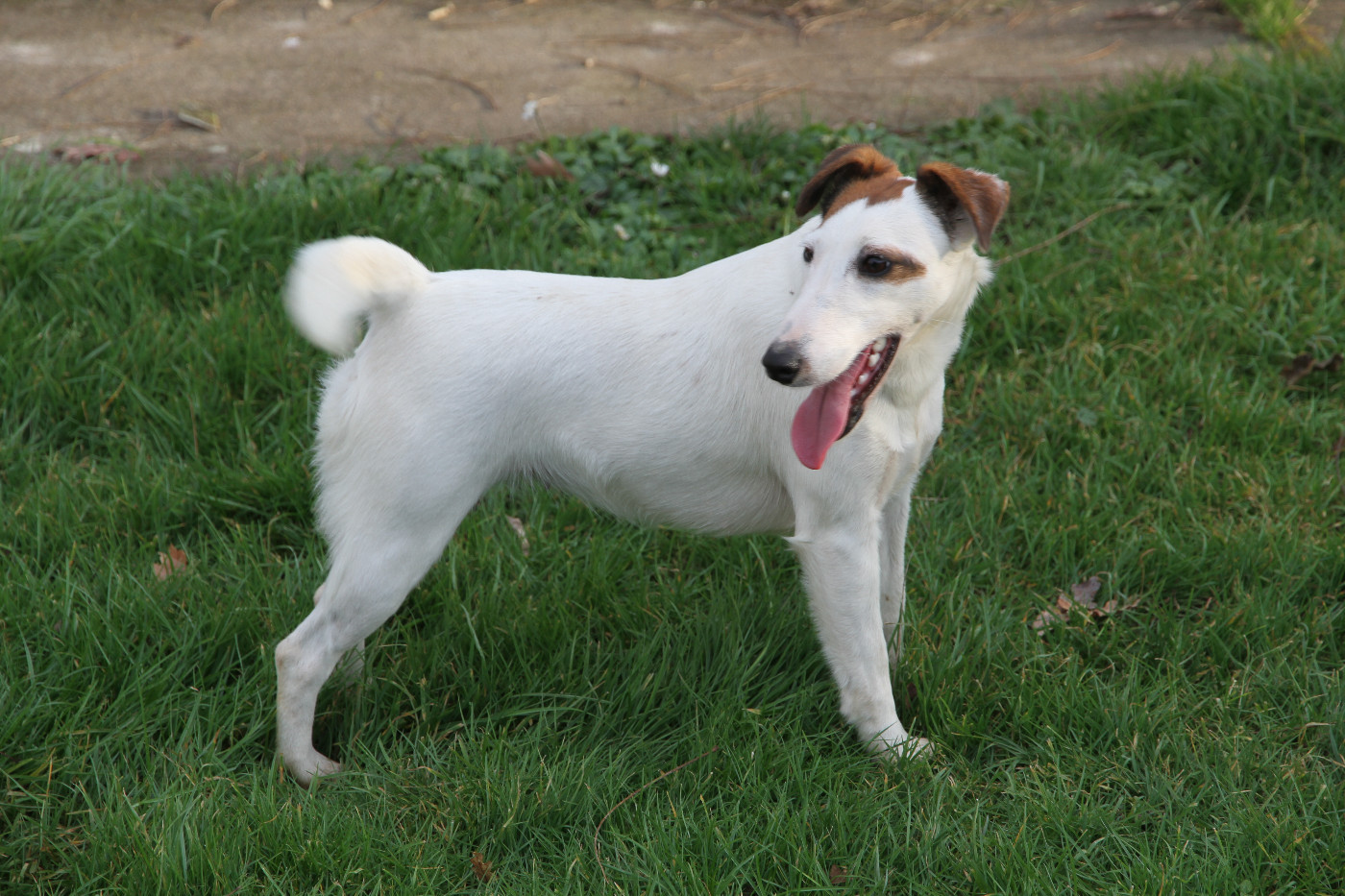 Utopie Des Crocs D'or De Pré