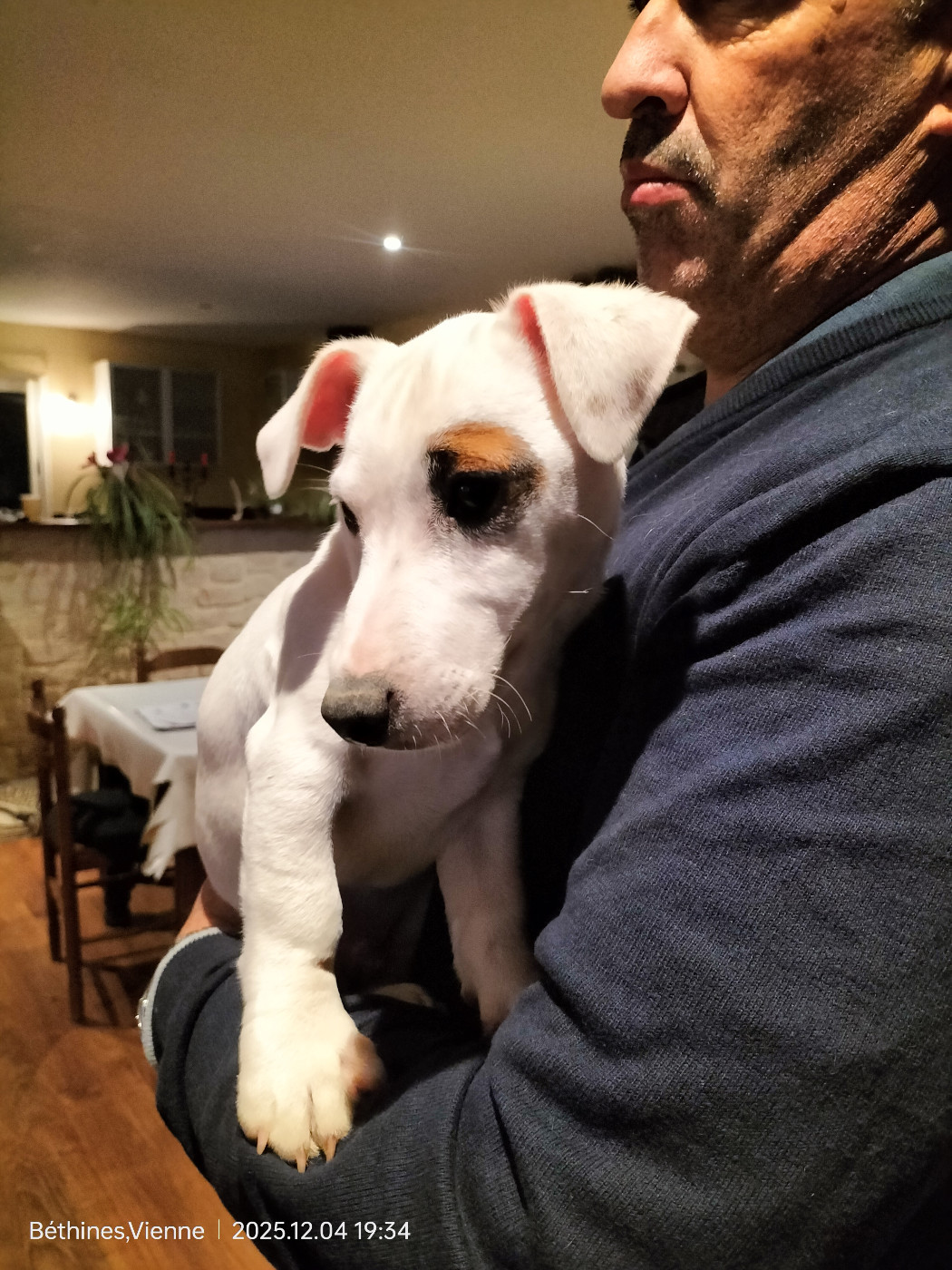 Des Crocs D'or De Pré - ALADIN toujours disponible