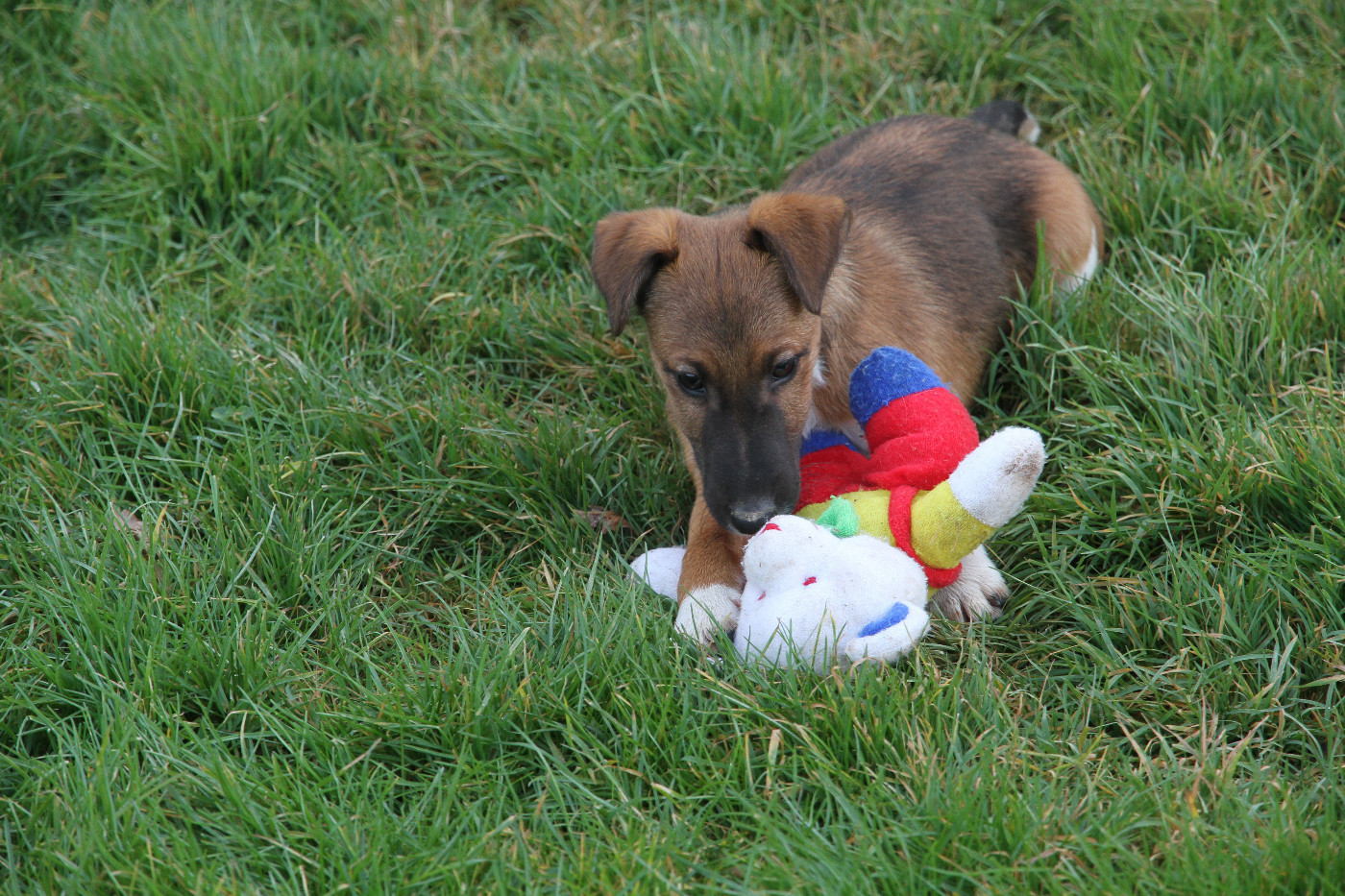 Des Crocs D'or De Pré - Athos recherche sa famille