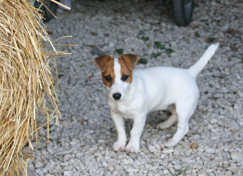 Chiots Duchesse X Eliott nés en Juin 2015