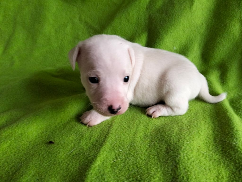 Des Crocs D'or De Pré - Chiots disponibles - Jack Russell Terrier