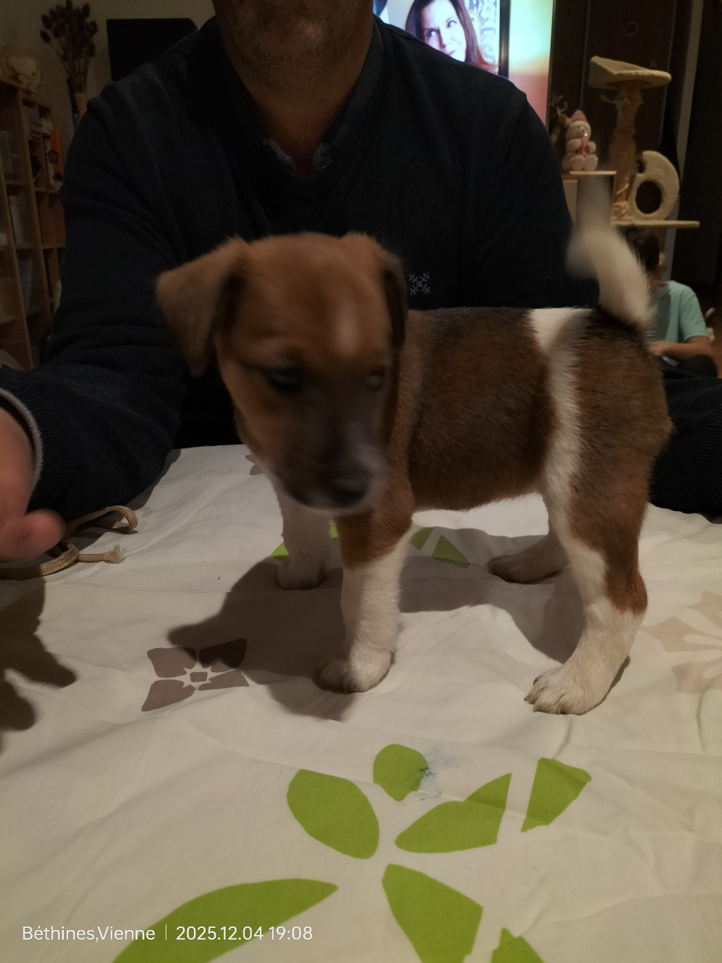 Des Crocs D'or De Pré - Fox Terrier Poil lisse - Portée née le 23/10/2025