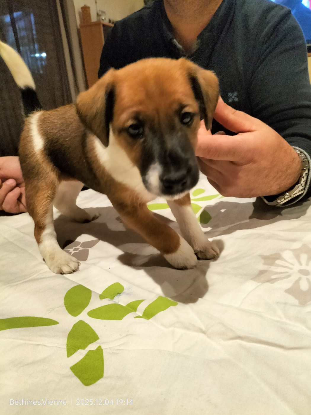 Des Crocs D'or De Pré - Chiots disponibles - Fox Terrier Poil lisse