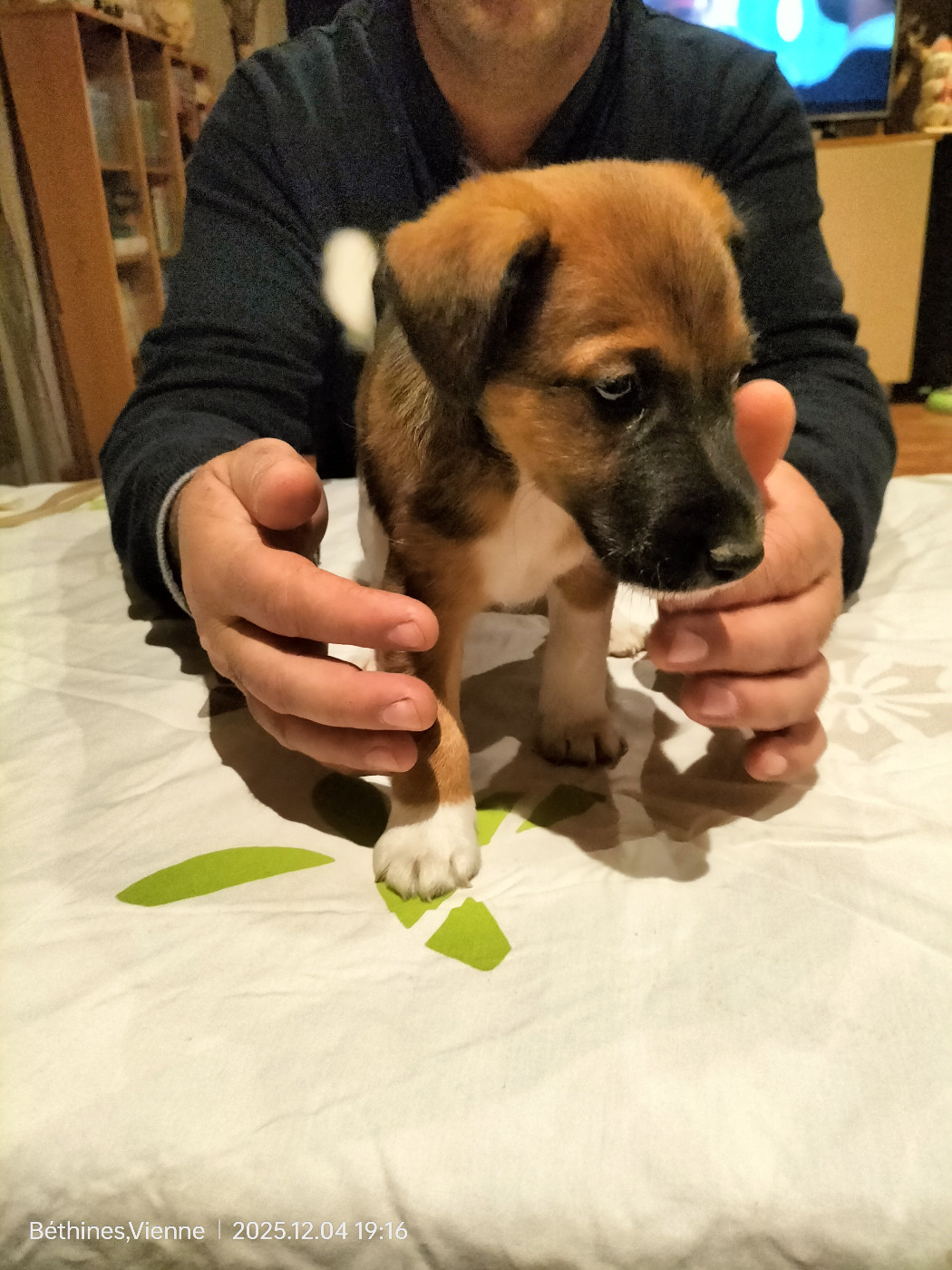 Des Crocs D'or De Pré - Chiots disponibles - Fox Terrier Poil lisse