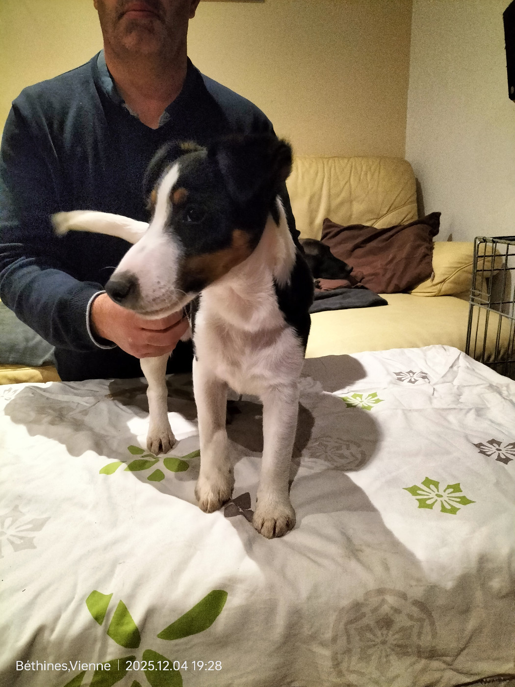 Des Crocs D'or De Pré - Chiots disponibles - Fox Terrier Poil lisse
