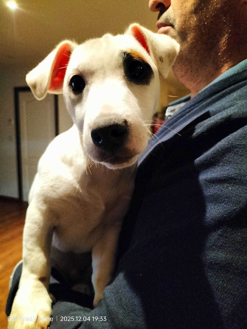 Des Crocs D'or De Pré - Chiots disponibles - Jack Russell Terrier