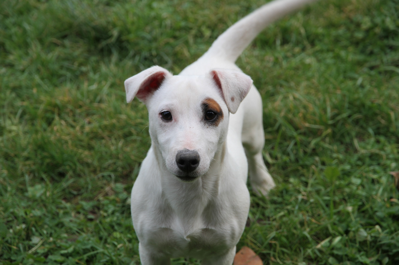 Des Crocs D'or De Pré - Chiots disponibles - Jack Russell Terrier