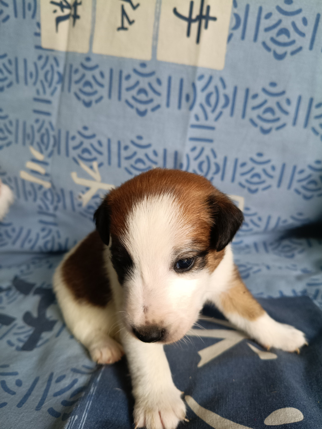Des Crocs D'or De Pré - Chiots disponibles - Fox Terrier Poil lisse