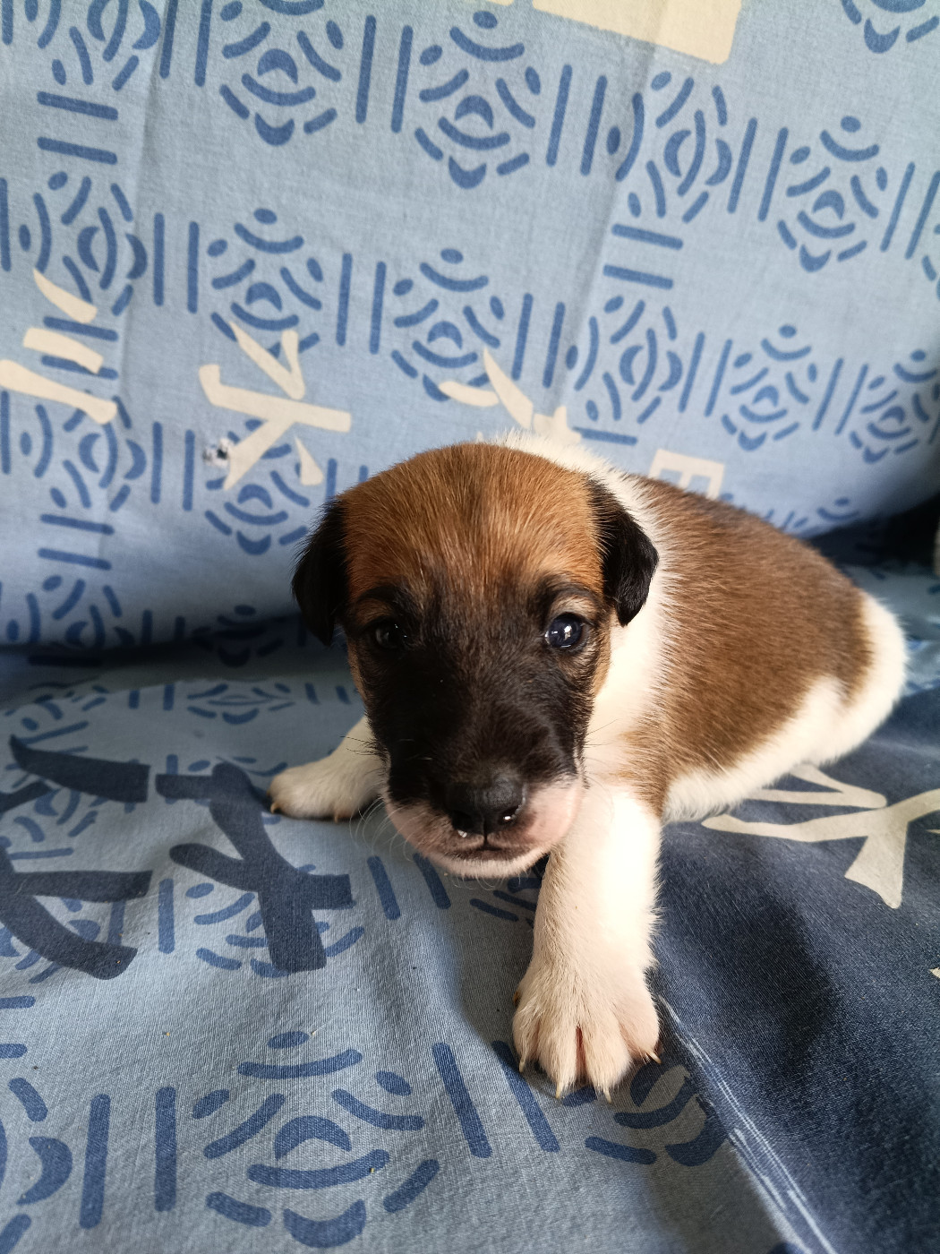 Des Crocs D'or De Pré - Chiots disponibles - Fox Terrier Poil lisse
