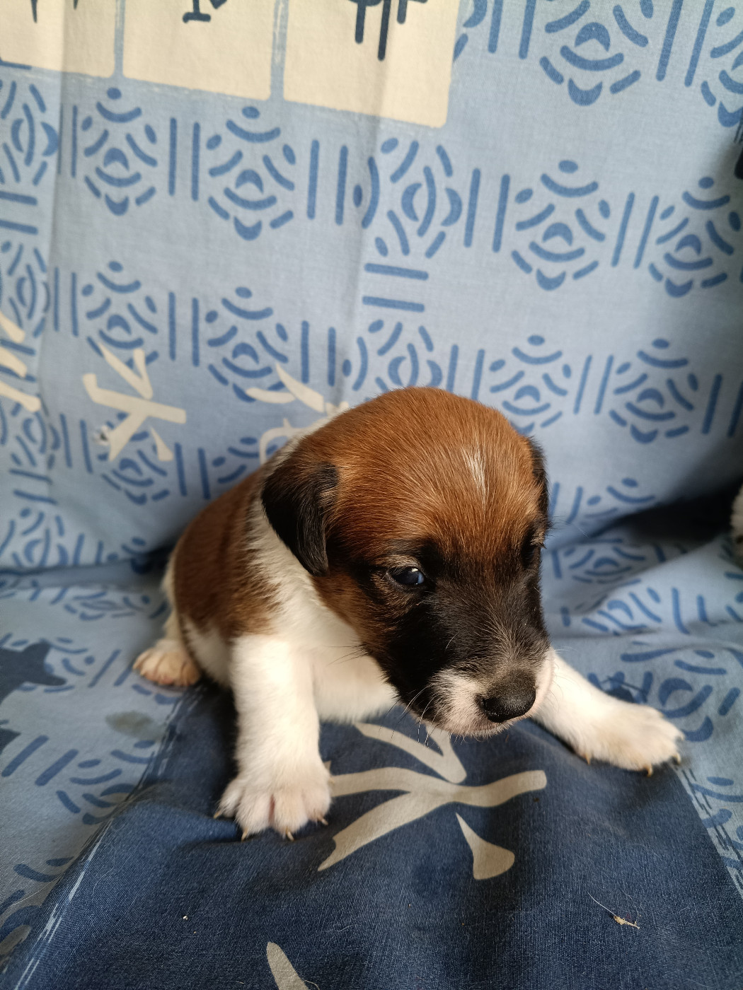 Des Crocs D'or De Pré - Chiots disponibles - Fox Terrier Poil lisse