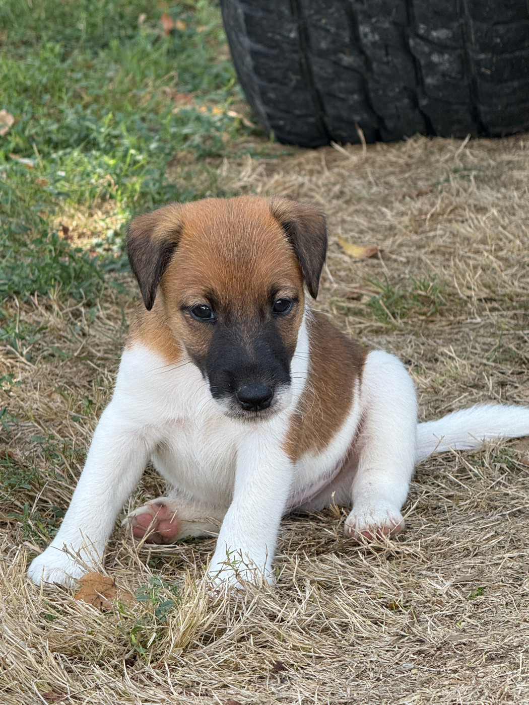 Des Crocs D'or De Pré - Chiots disponibles - Fox Terrier Poil lisse