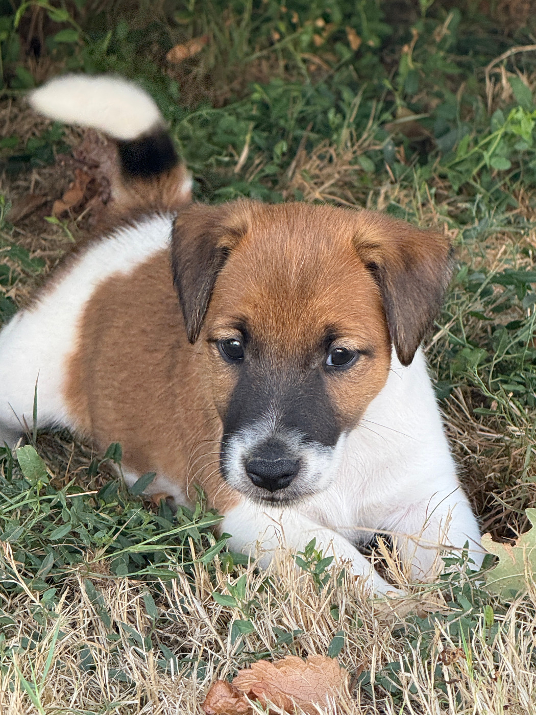 Des Crocs D'or De Pré - Chiots disponibles - Fox Terrier Poil lisse