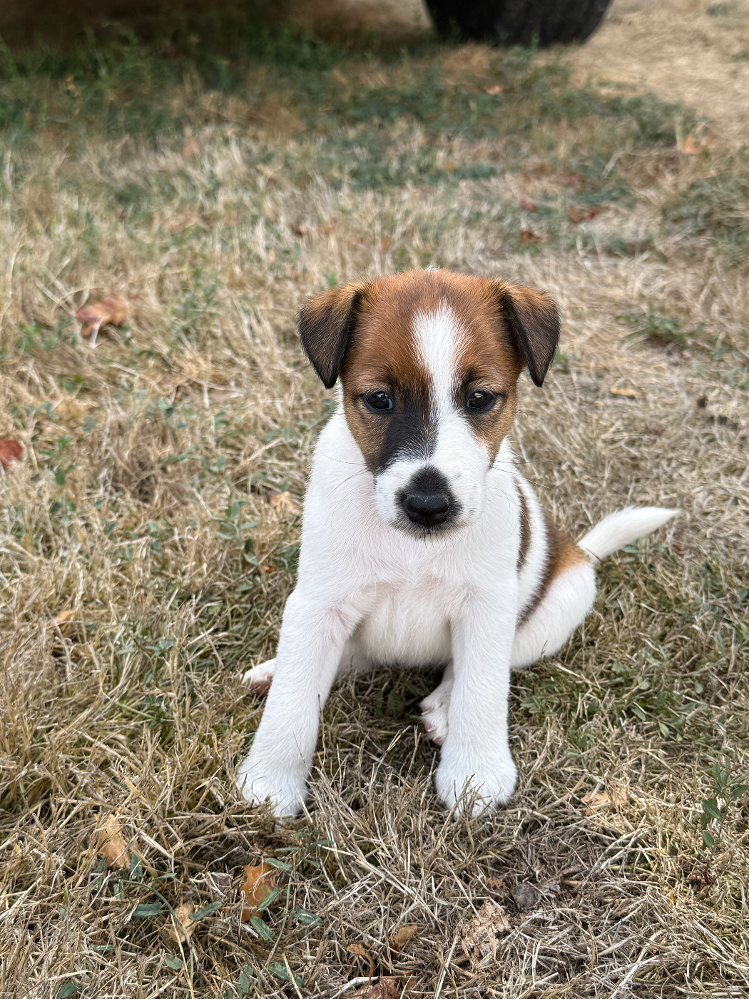 Des Crocs D'or De Pré - Chiots disponibles - Fox Terrier Poil lisse
