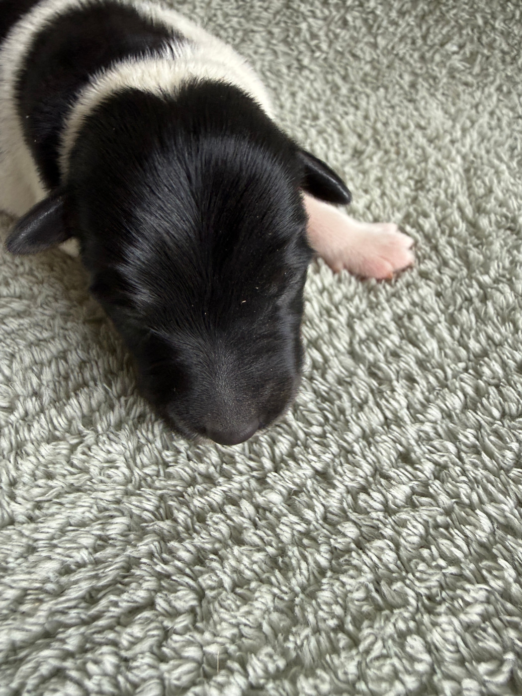 Des Crocs D'or De Pré - Chiots disponibles - Fox Terrier Poil lisse