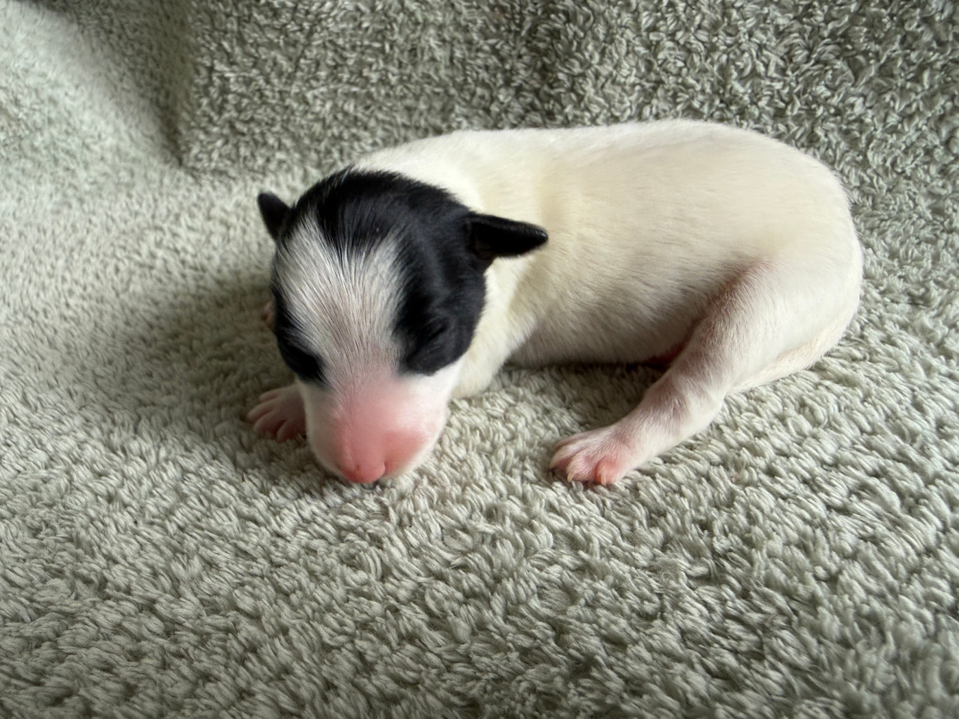 Des Crocs D'or De Pré - Chiots disponibles - Fox Terrier Poil lisse