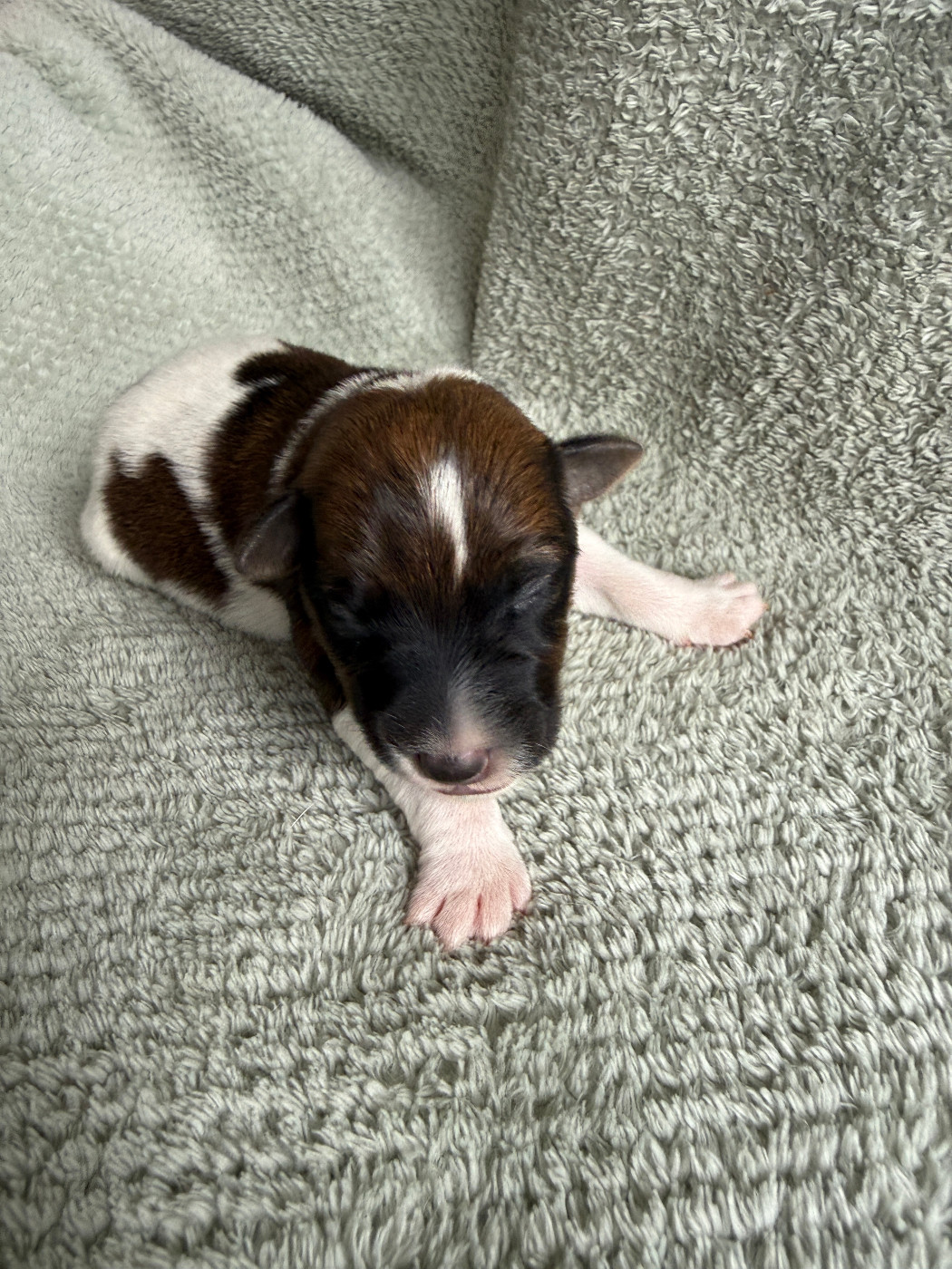Des Crocs D'or De Pré - Chiots disponibles - Fox Terrier Poil lisse