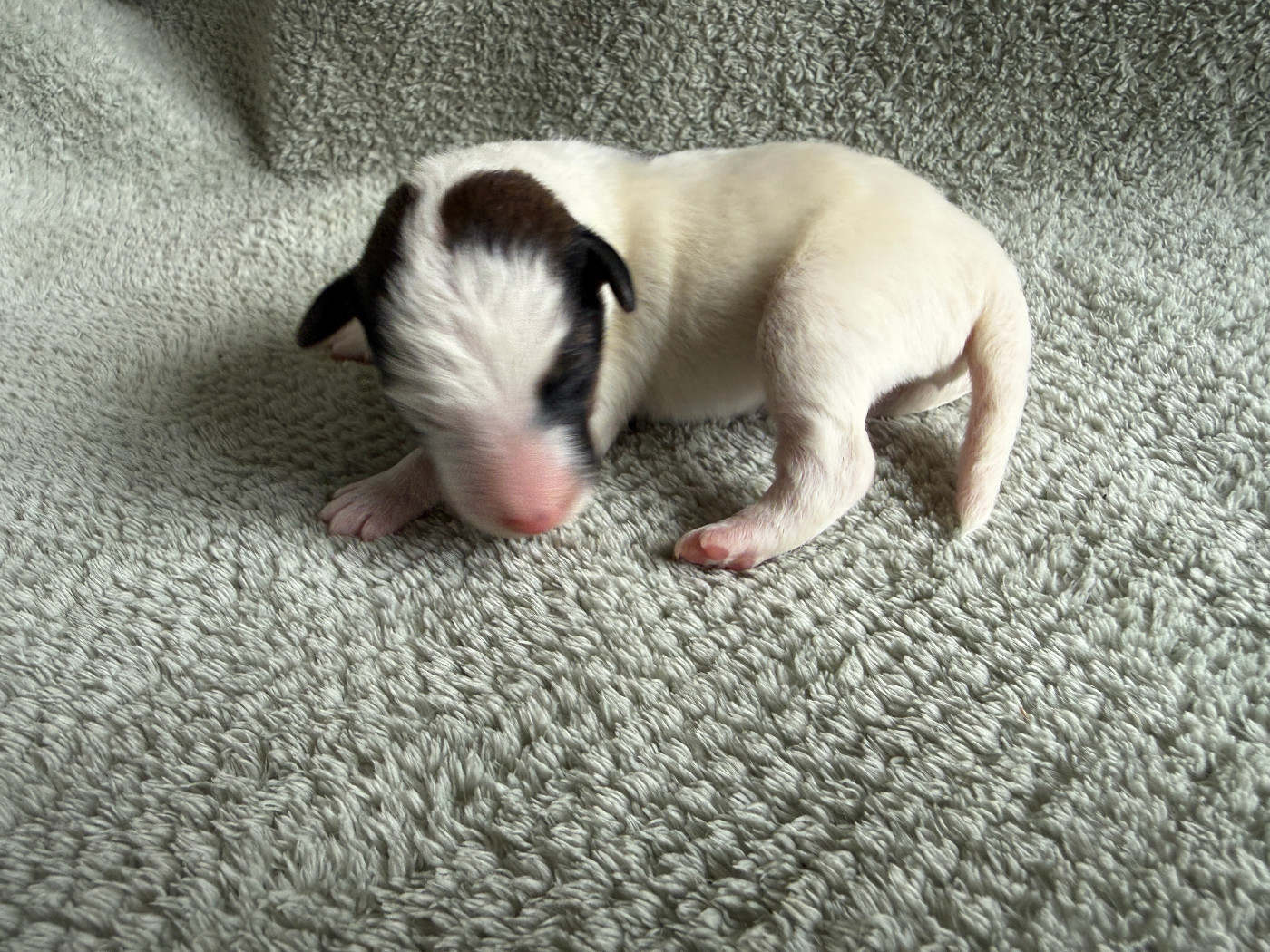Des Crocs D'or De Pré - Chiots disponibles - Fox Terrier Poil lisse
