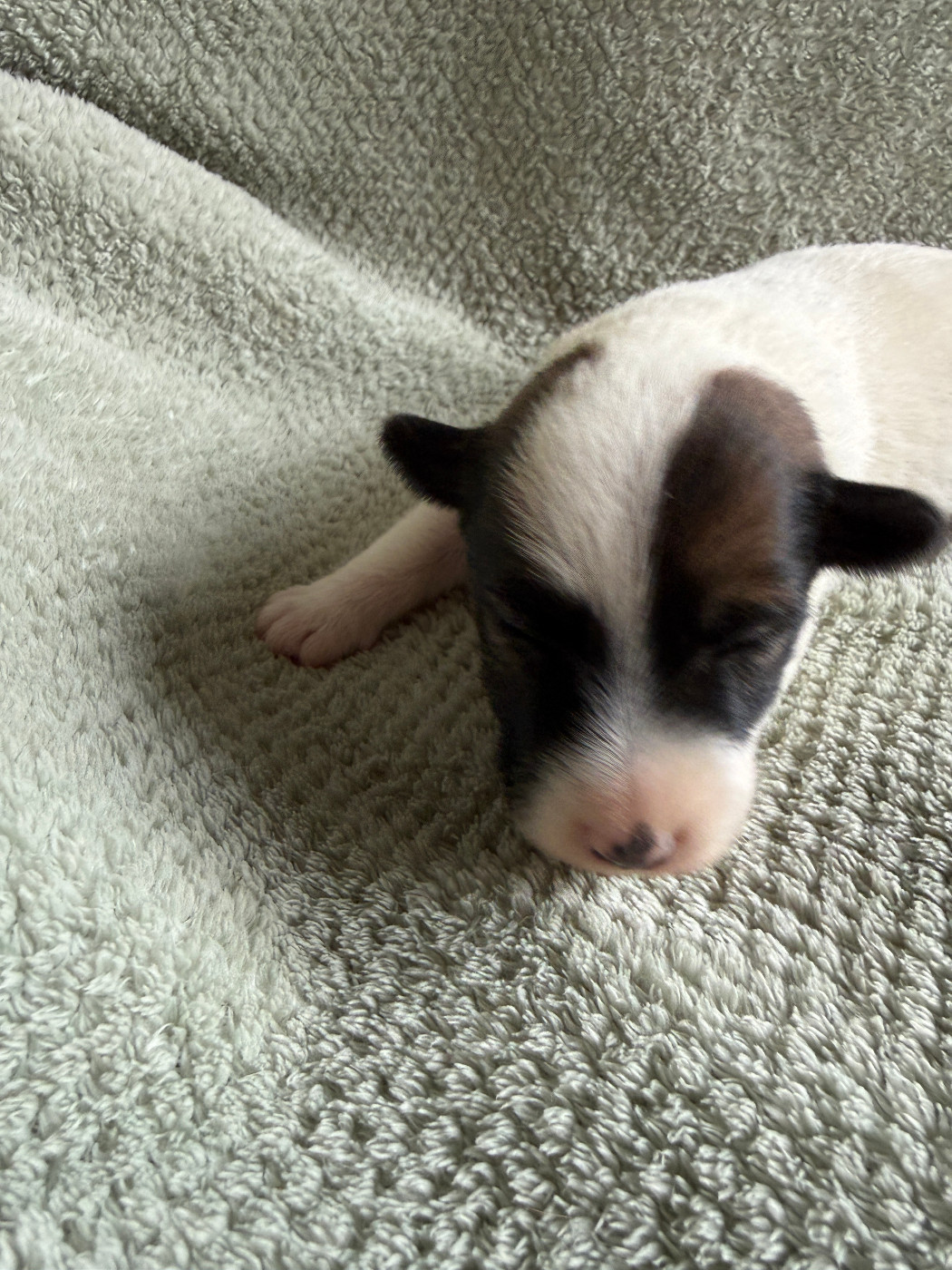 Des Crocs D'or De Pré - Chiots disponibles - Fox Terrier Poil lisse