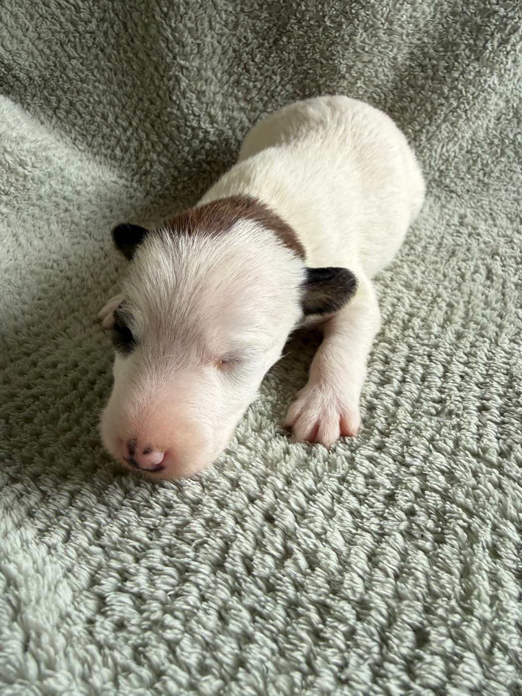 Des Crocs D'or De Pré - Chiots disponibles - Fox Terrier Poil lisse
