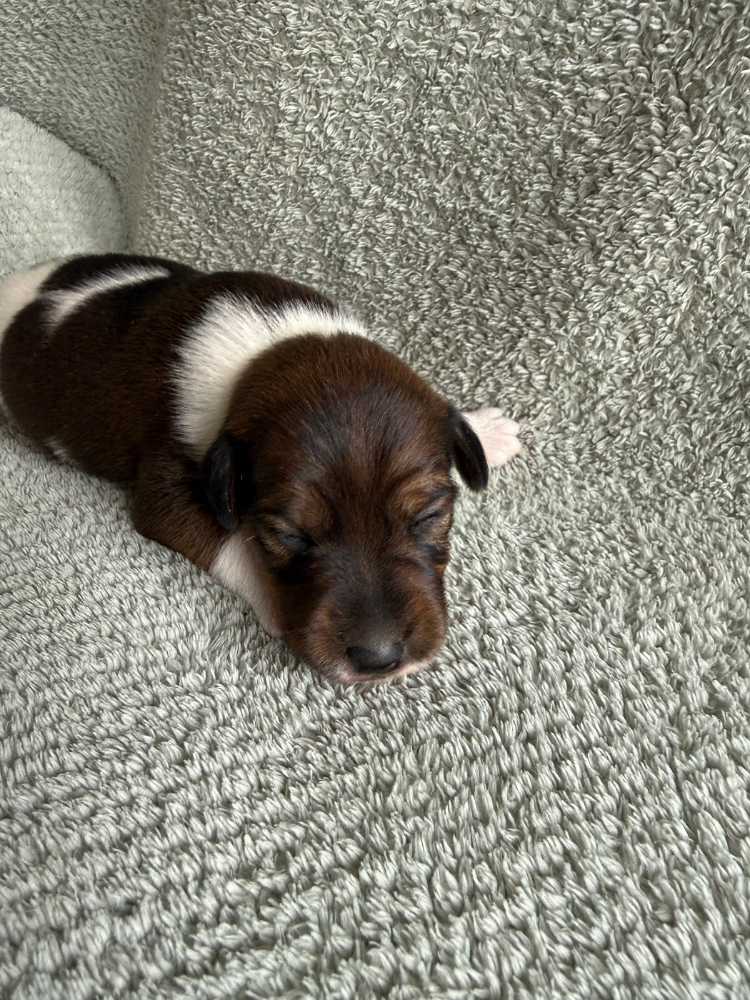 Des Crocs D'or De Pré - Chiots disponibles - Fox Terrier Poil lisse