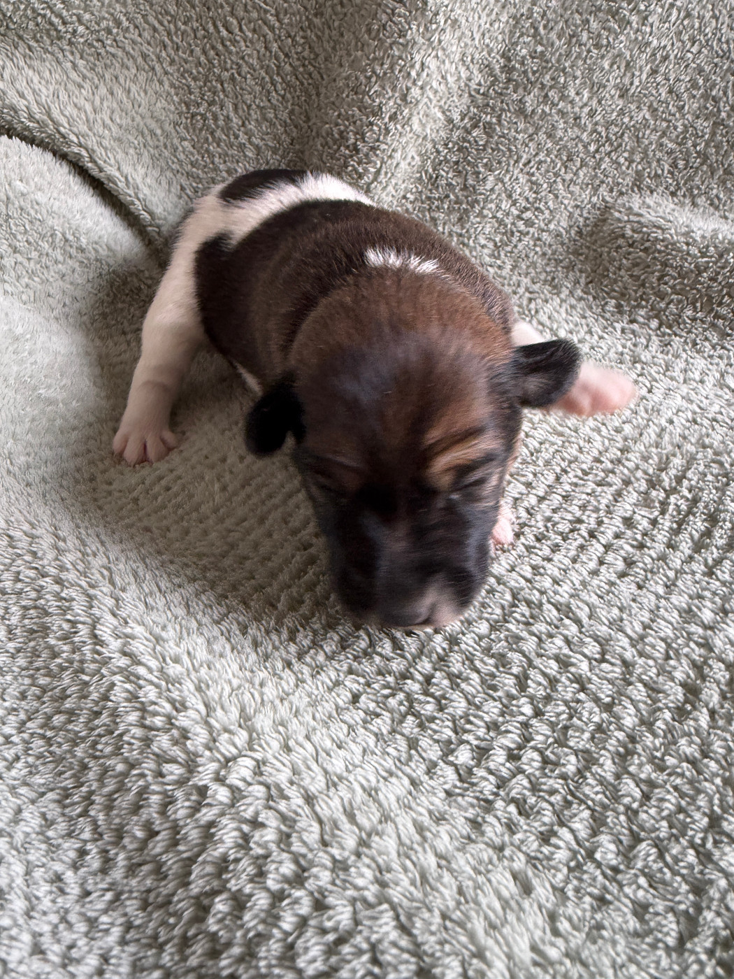 Des Crocs D'or De Pré - Chiots disponibles - Fox Terrier Poil lisse