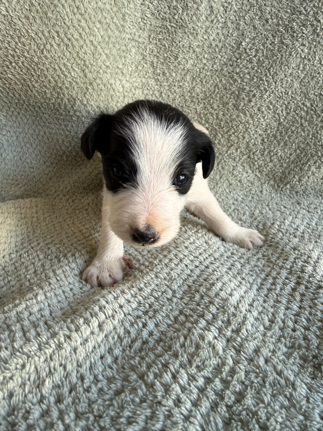Des Crocs D'or De Pré - Chiots disponibles - Fox Terrier Poil lisse