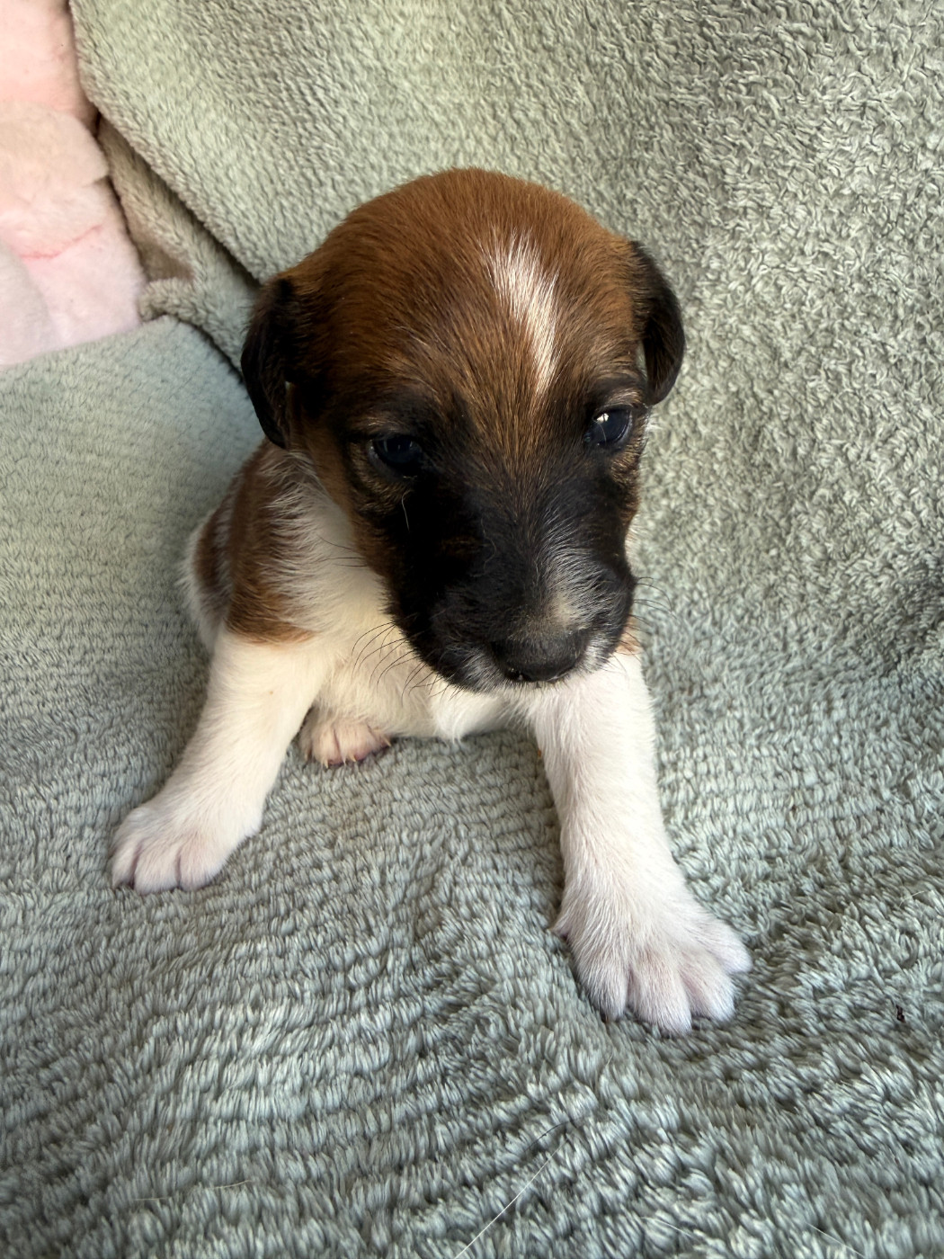 Des Crocs D'or De Pré - Chiots disponibles - Fox Terrier Poil lisse