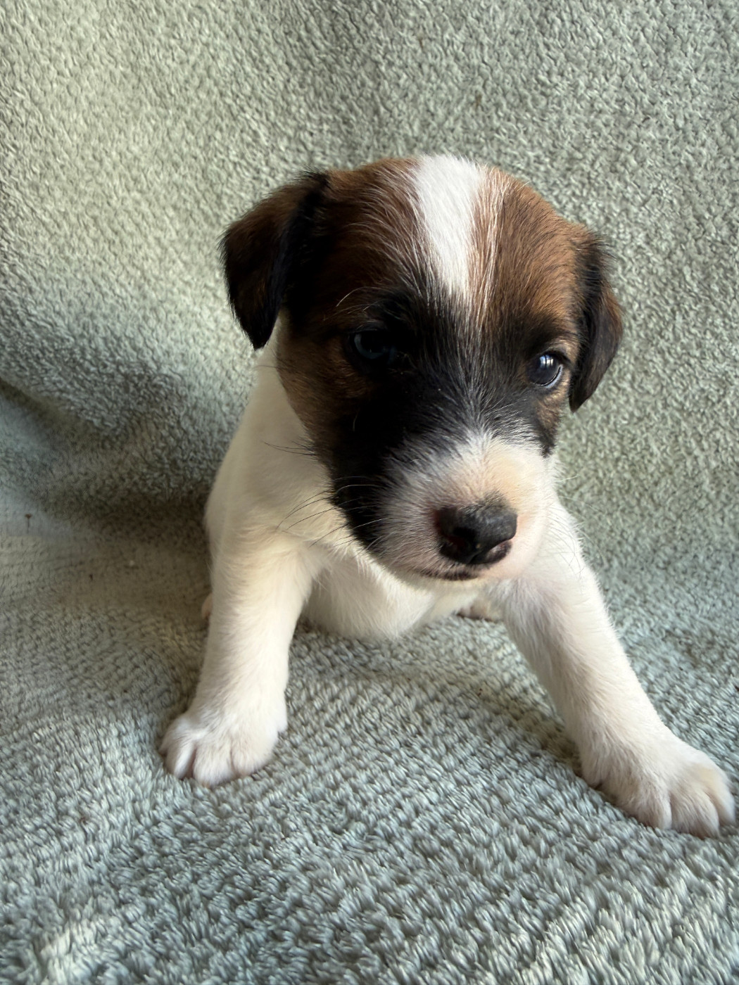 Des Crocs D'or De Pré - Chiots disponibles - Fox Terrier Poil lisse