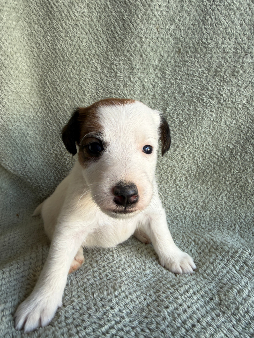 Des Crocs D'or De Pré - Chiots disponibles - Fox Terrier Poil lisse