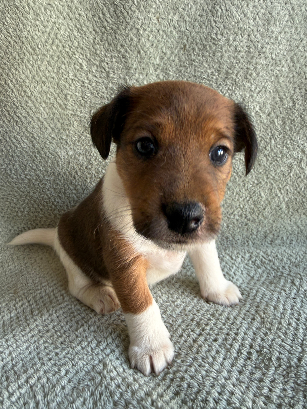 Des Crocs D'or De Pré - Chiots disponibles - Fox Terrier Poil lisse