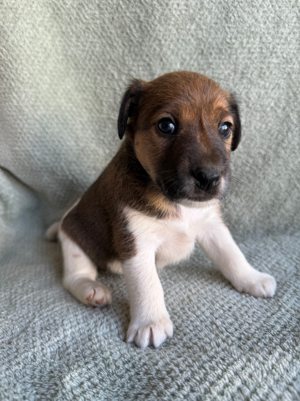Des Crocs D'or De Pré - Chiots disponibles - Fox Terrier Poil lisse