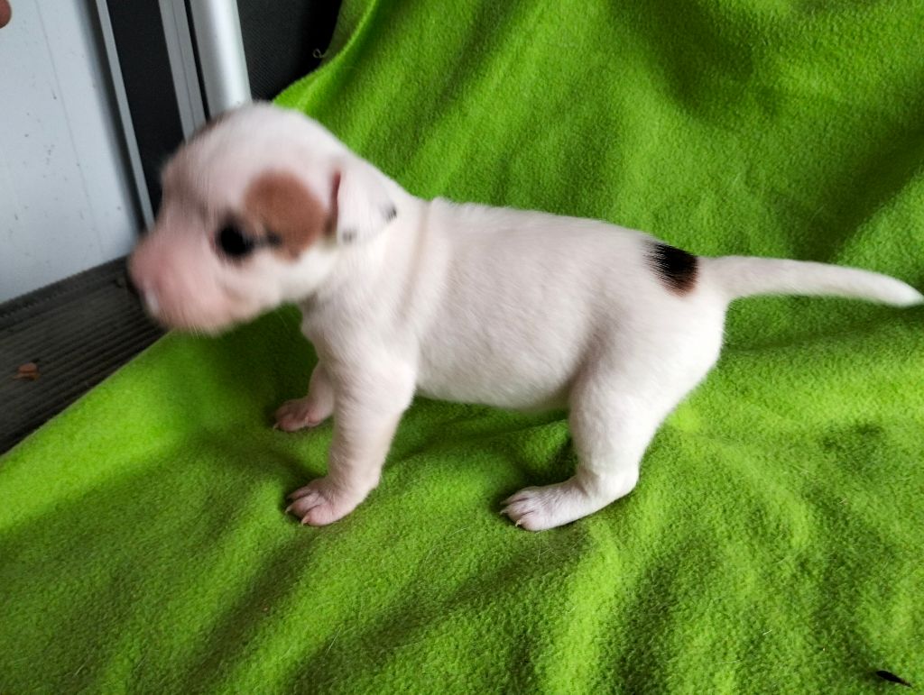 Des Crocs D'or De Pré - Chiots disponibles - Jack Russell Terrier