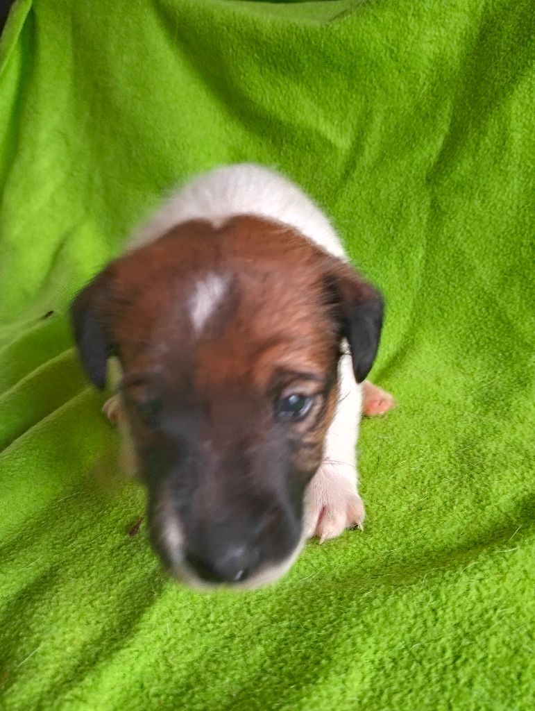 Des Crocs D'or De Pré - Chiots disponibles - Fox Terrier Poil lisse