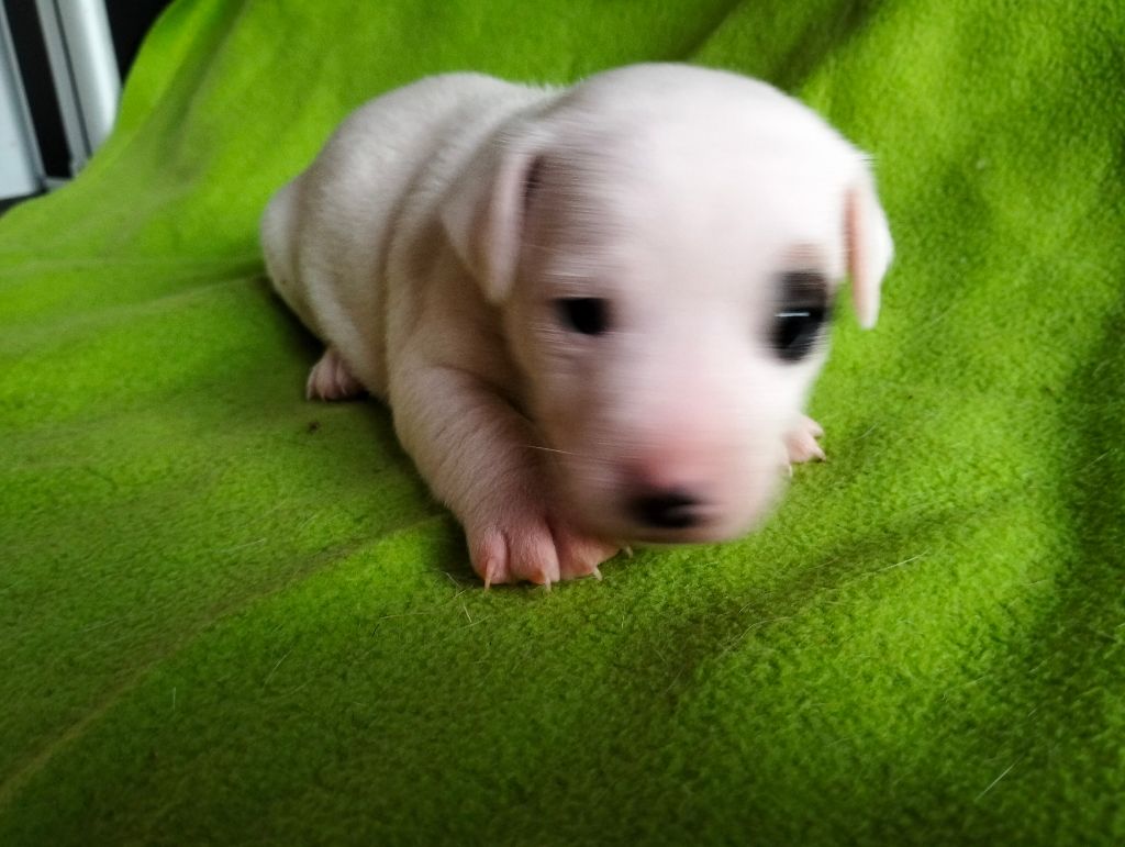 Des Crocs D'or De Pré - Chiots disponibles - Jack Russell Terrier