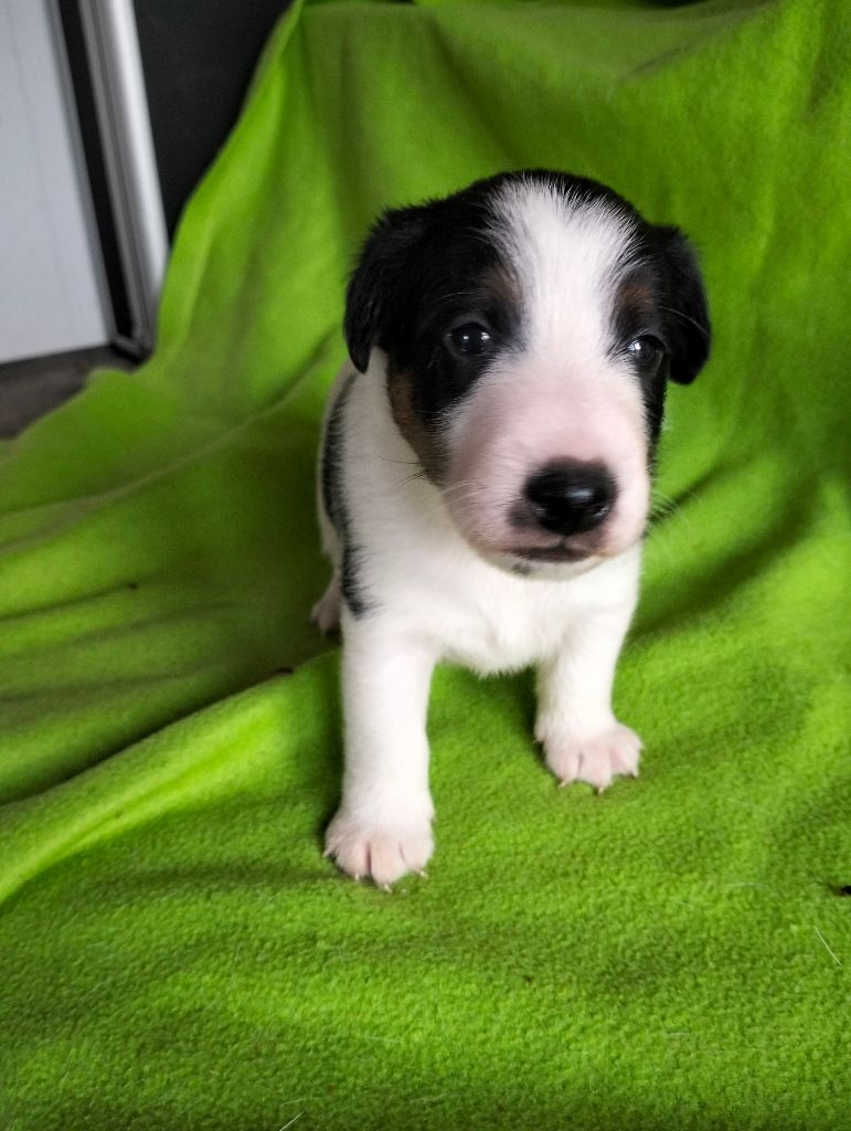 Des Crocs D'or De Pré - Chiots disponibles - Fox Terrier Poil lisse