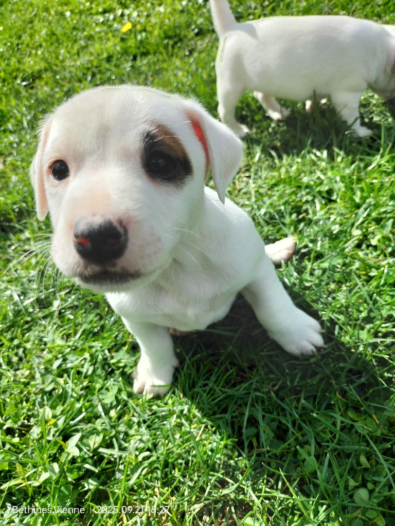 Des Crocs D'or De Pré - Chiots disponibles - Jack Russell Terrier