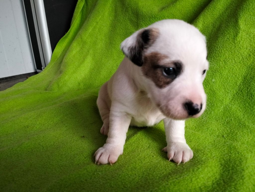Des Crocs D'or De Pré - Chiots disponibles - Jack Russell Terrier