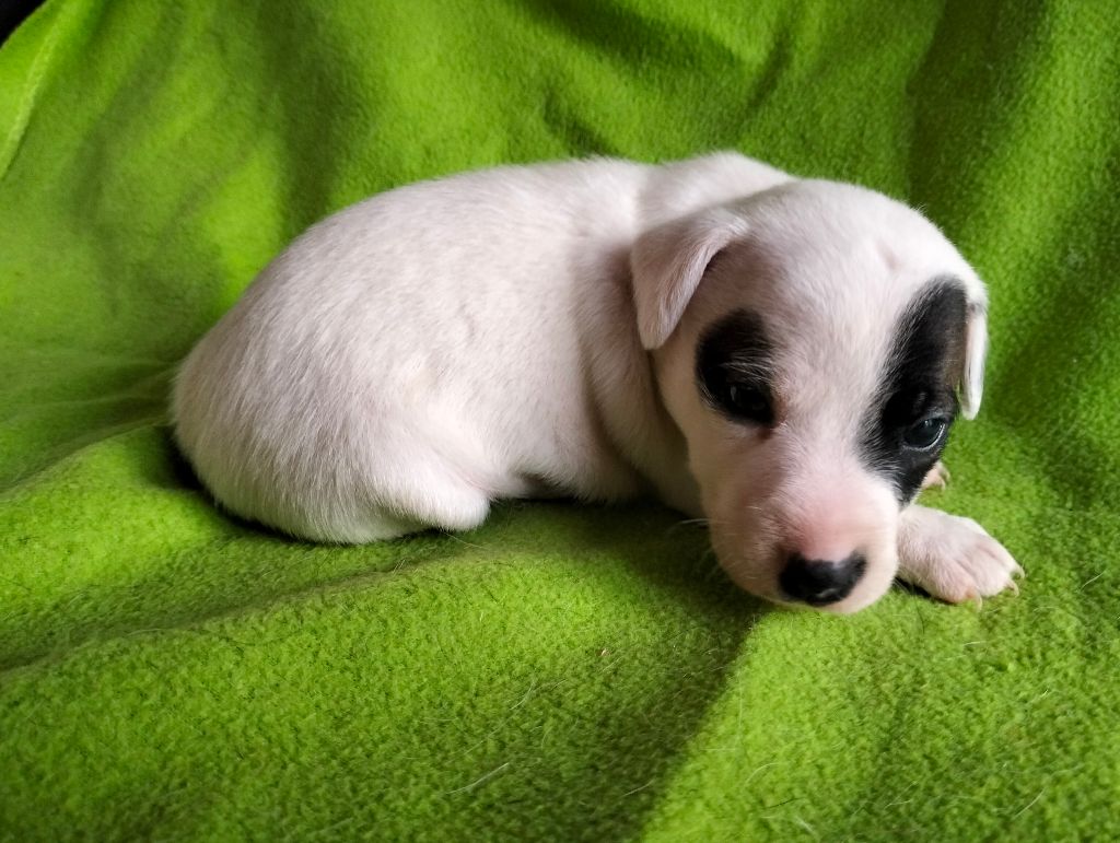 Des Crocs D'or De Pré - Chiots disponibles - Jack Russell Terrier