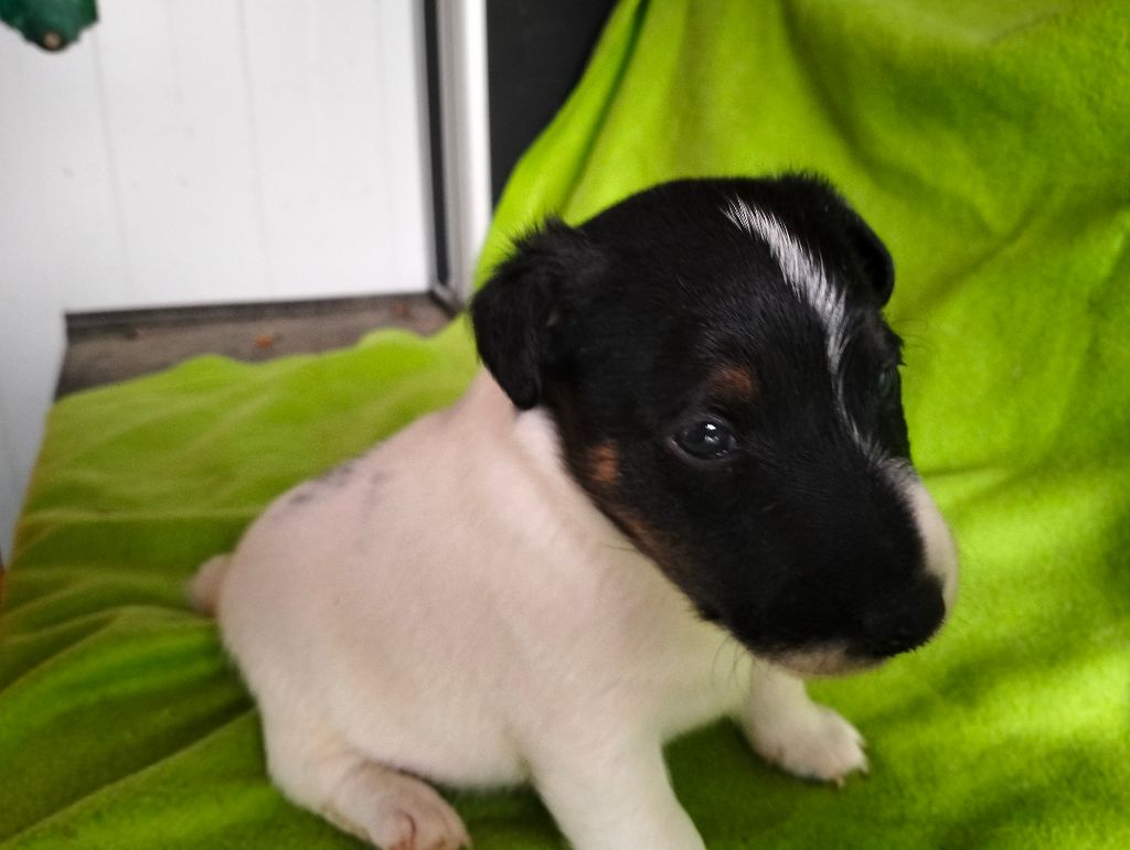 Des Crocs D'or De Pré - Chiots disponibles - Fox Terrier Poil lisse