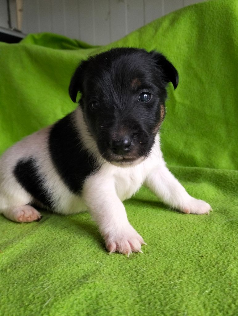 Des Crocs D'or De Pré - Chiots disponibles - Fox Terrier Poil lisse