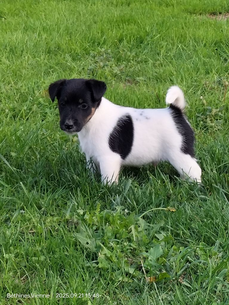 Des Crocs D'or De Pré - Fox Terrier Poil lisse - Portée née le 12/08/2025