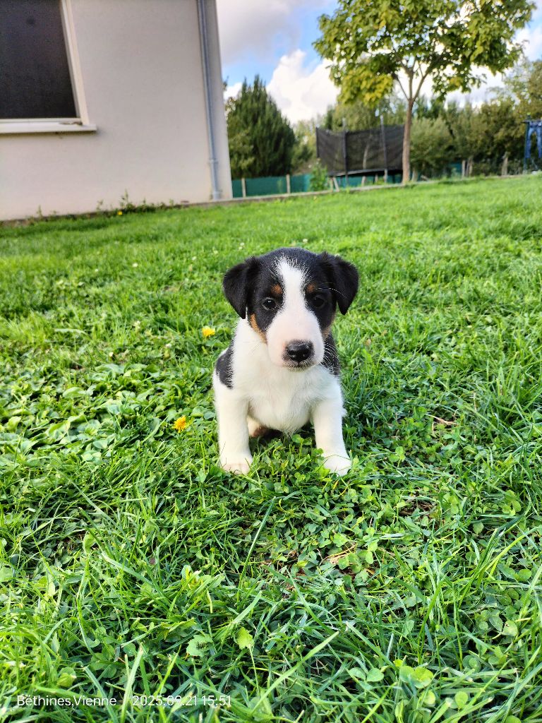 Des Crocs D'or De Pré - Chiots disponibles - Fox Terrier Poil lisse